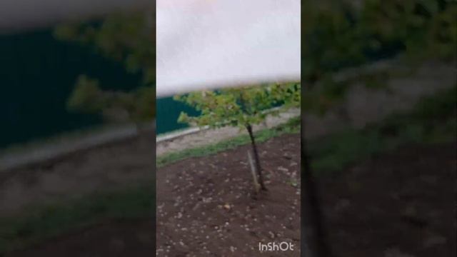 Капельный полив творит чудеса 👌💯👍Как же мне сегодня повезло... смотреть онлайн