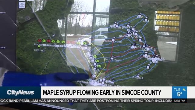 Maple syrup flowing early this year смотреть онлайн