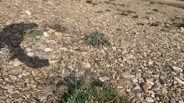 Il Papavero Di Mare E Il Finocchio Marino