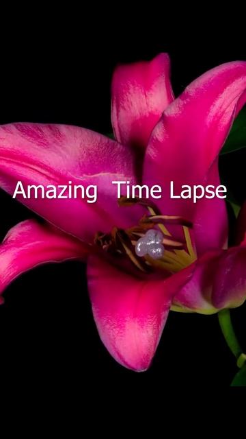 Beautiful Blooming Red Flower Time Lapse #shorts 😍💕🌿🌾🌷🍃 смотреть онлайн
