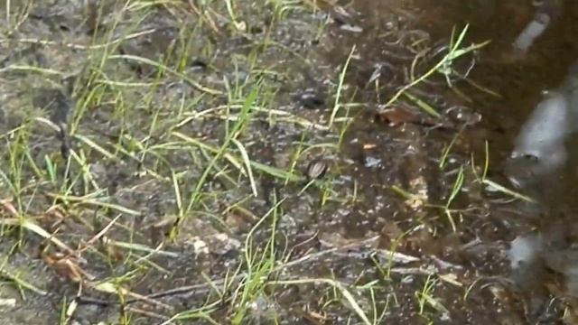 ground beetle (Carabus cancellatus) Grote loopkever, Körnerwarze смотреть онлайн