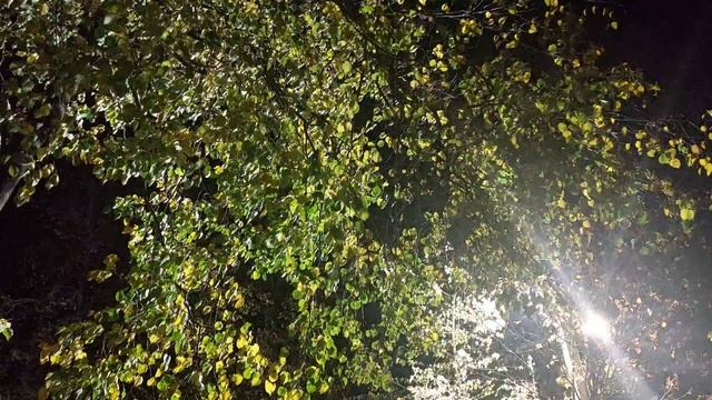 Когда рисуешь ветвь, нужно слышать дыхание ветра. Японская мудрость