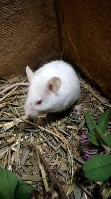 Мышь ест зерно #мышь #mouse #грызун смотреть онлайн