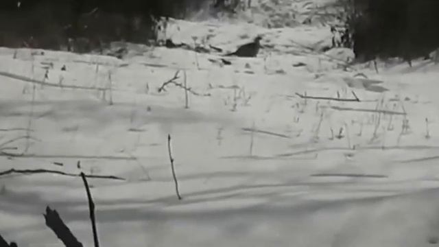 (#354) 05.12.21 Жизнь в избе-зимовье в декабре! Приморские Фазаны! Готовим ЩИ! (часть1) смотреть онлайн