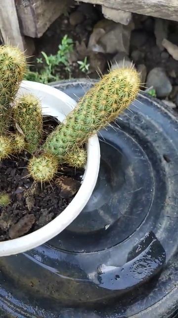 Indoor Cactus plant🌵🌵 смотреть онлайн