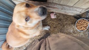 Через 21 день усыпление