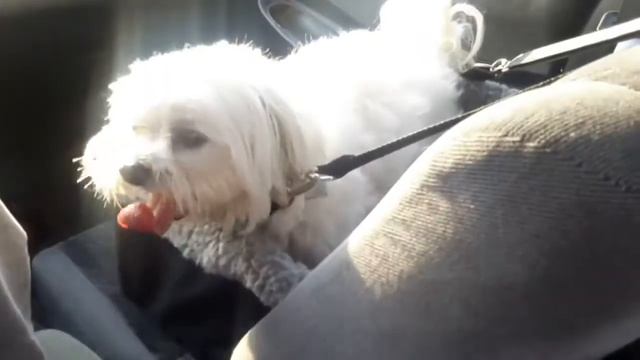 Small dog car seat console for pets up to 20 lbs смотреть онлайн