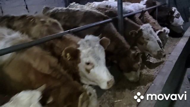 #касоне#харидоран#сменталои#германски#быка#ва#гначинош+79226186664 смотреть онлайн