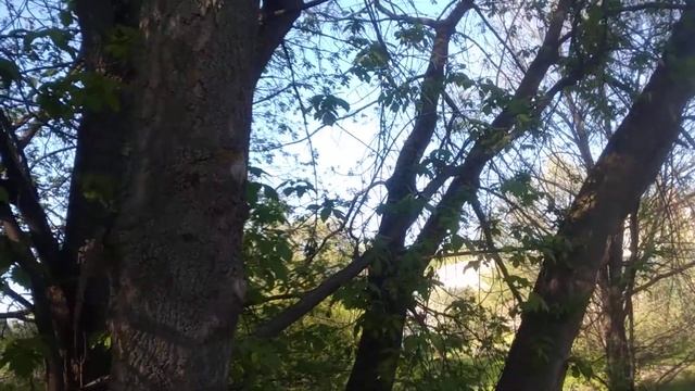 Сняла на несколько минут маску, поприветствовать зрителей! смотреть онлайн