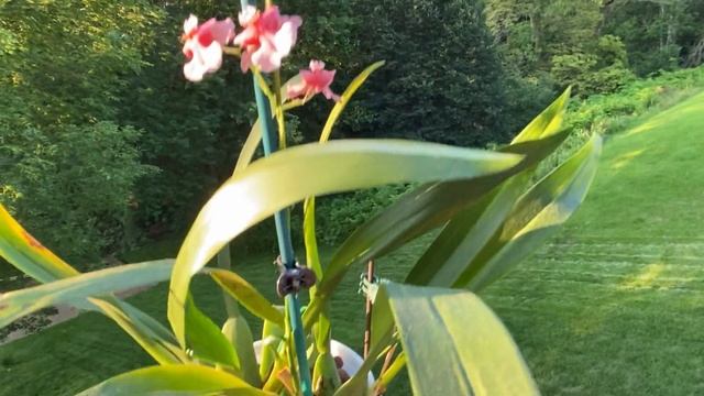 粉红色迷你香水文心兰 Oncidium Rosy Sunset 'Pacific Satin' смотреть онлайн