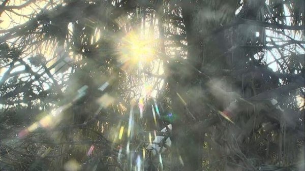 Alligator Swamp and Spoonbills 03-04-2019 21:55:23 - 22:55:26