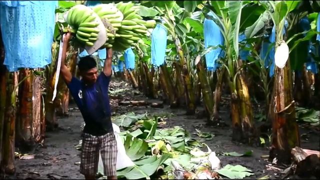 China Inicia Protocolos para comprar a Mexico Platano y Sorgo→ netsysmX смотреть онлайн