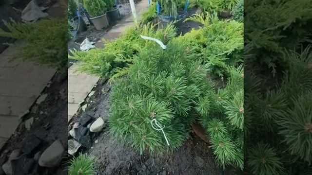 Горные сосны смотреть онлайн