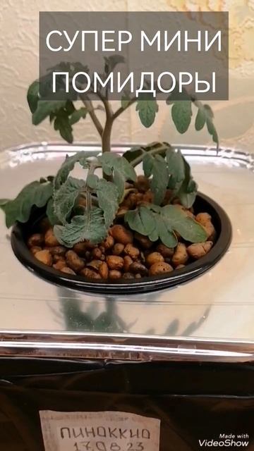 Новогодние #помидоры дома! Первые #завязи! #томаты, #черри, #гидропоника, #овощи, #огород смотреть онлайн