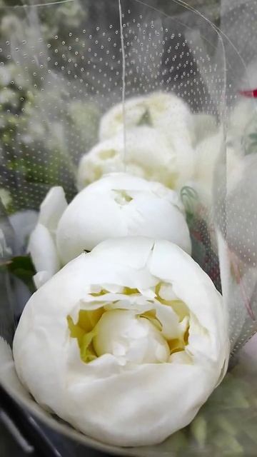 Tulip 🌷 Flowers смотреть онлайн