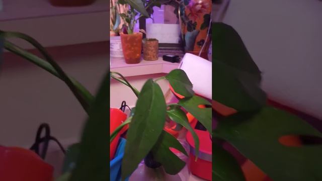 Baltic blue pothos 💙 смотреть онлайн