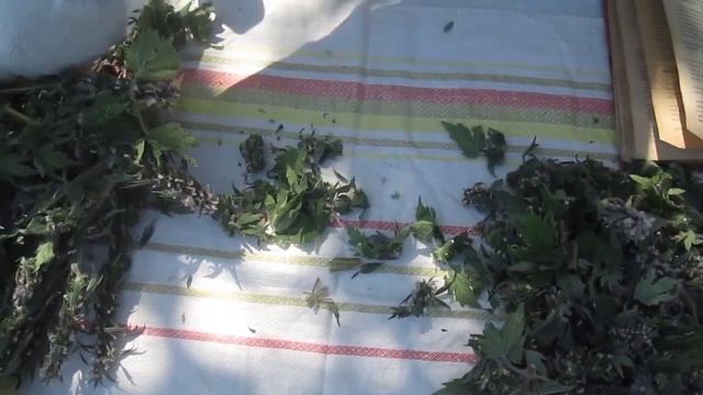 Пустырник, как заготовить и хранить. смотреть онлайн