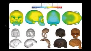 🎬 Древние люди: Неандертальцы. Последний общий предок неандертальцев и Homo Sapiens.