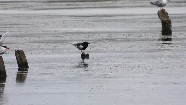 White-winged Black Tern - Skinflats - Forth - 09/07/23 смотреть онлайн