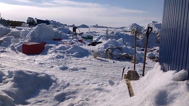 Песец пришёл в гости. смотреть онлайн