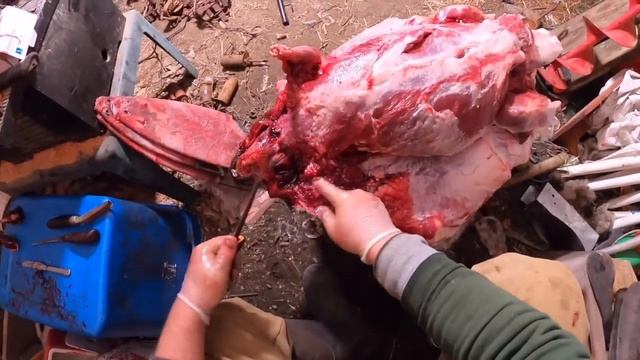 How To Skin A Beaver & Harvest The Caster Glands! смотреть онлайн