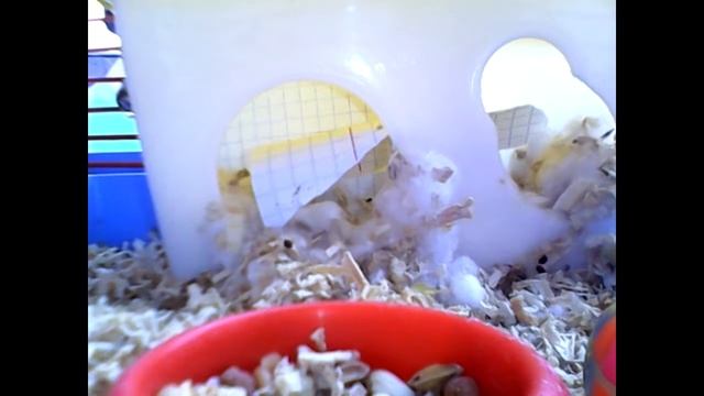 ♥Клетка моего хомяка♥ смотреть онлайн