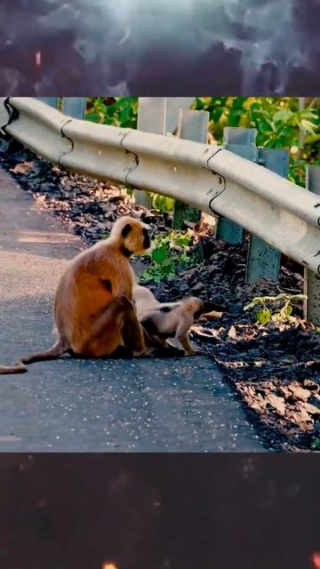 Playing like Little ! Funny Monkey babies смотреть онлайн