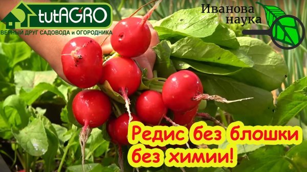 СЕЙТЕ РЕДИС ТОЛЬКО ТАК! Крупный редис без нитратов и блошки. Как разместить посевы редиса.