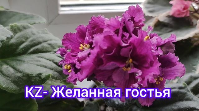 Продолжаю знакомство с моей коллекцией фиалок. смотреть онлайн