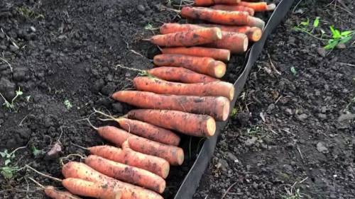 Лучший способ хранения МОРКОВИ.