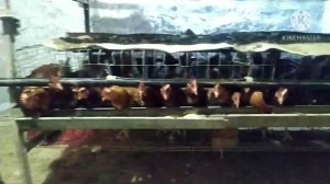 UY SHAROITIDA OYIGA 200$ DAROMAD TOVUQ BOQISH BIZNES //ТОВУК БОКИШ БИЗНИСИ ОЙИГА 200$ ДАРОМАД