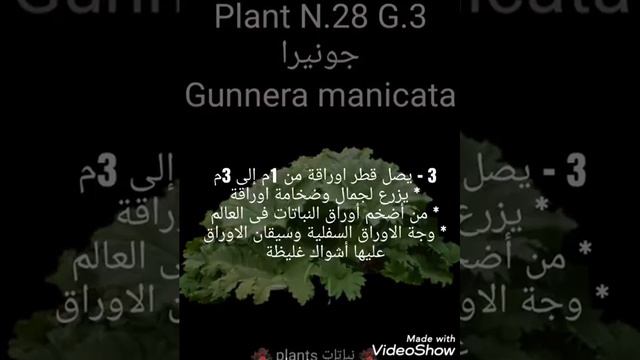 جونيرا Gunnera manicata смотреть онлайн