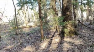 Лесная прогулка!! Весенний лес чудесен!