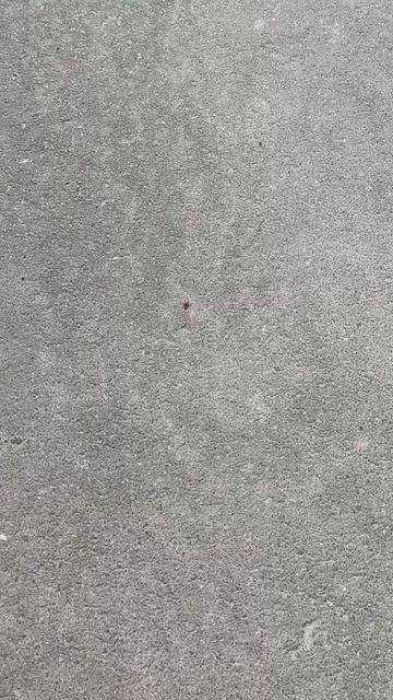 Кто просыпается первым после зимней спячки?