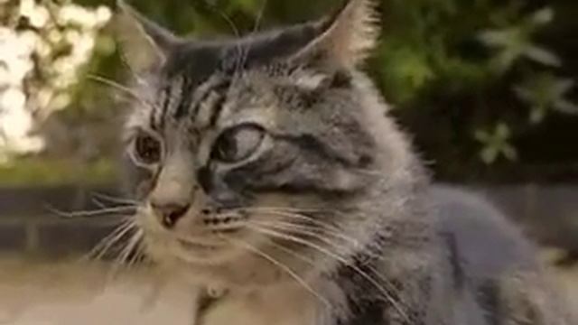 Смешной кот смотреть онлайн