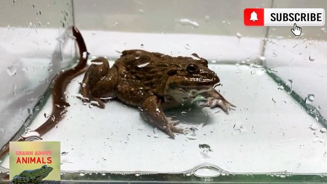 Bullfrog vs. Eel | Is This 40cm Eel Too Long For The Giant Bullfrog ⚠️ WARNING LIVE FEEDING смотреть онлайн
