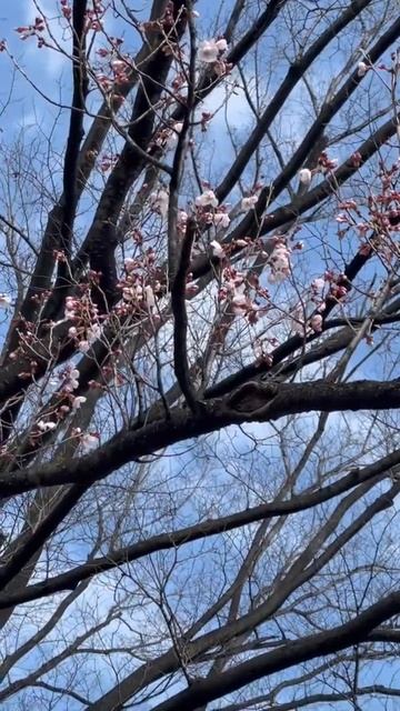 START To BLOOM SAkura🇯🇵 смотреть онлайн