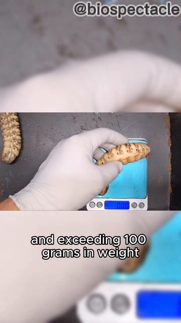 World's Largest Beetle! 🪲 | Goliath Beetle #shorts смотреть онлайн