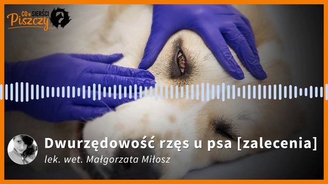 Dwurzędowość rzęs u psa | Lek. wet. Małgorzata Miłosz смотреть онлайн