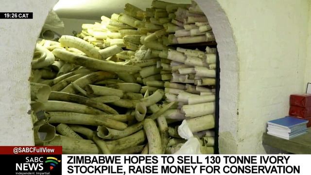 Zimbabwe hopes to sell 130 tons of ivory to raise money for conservation