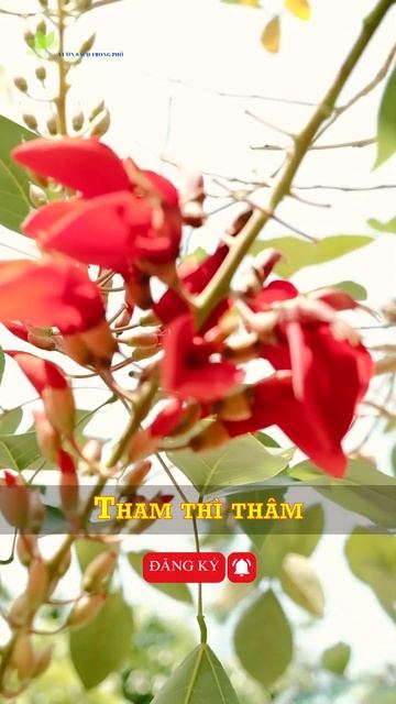 Hoa Đậu San Hô Đỏ Và Chân Ngôn | Vườn Sạch Trong Phố #shorts