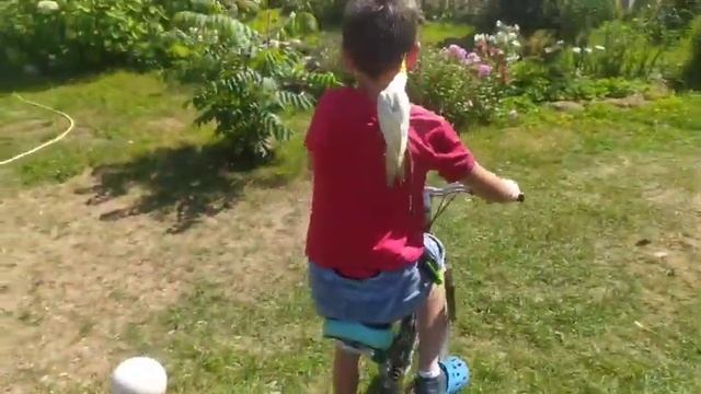 попугай катается на велосипеде на улице смотреть онлайн