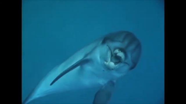 Elise Bailey's Enchanted Ocean - Episode-Dolphin Short_3 смотреть онлайн