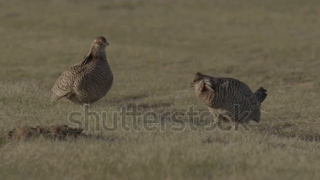 Greater prairie Chicken Sound || Colorado USA || Wild Moments|| Freelancer смотреть онлайн