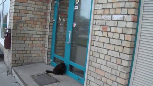 абсолютно чёрный кот это к удаче смотреть онлайн