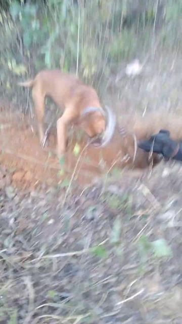 Aí é Bom De Caça Menino