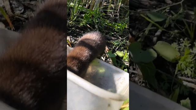 НоРкА || мышонок🐁день 2 смотреть онлайн