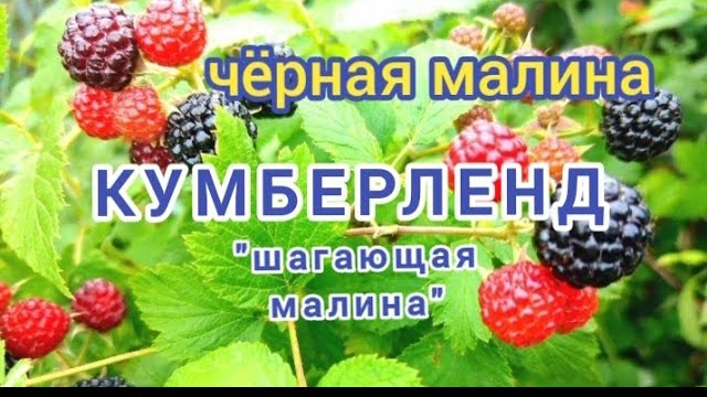 Плюсы и минусы черной малины. смотреть онлайн