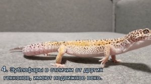 10 ФАКТОВ ОБ ЭУБЛЕФАРАХ. Вы не сможете устоять!