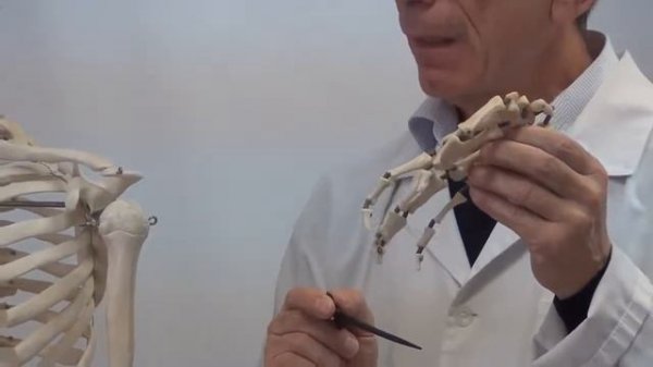 Кости верхней конечности.Профессор В.Изранов